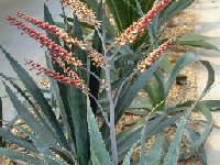 Aloe globuligemma ©JLcoll.291.jpg